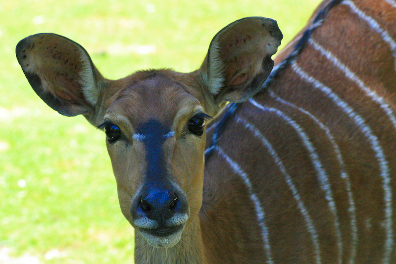 Nyala Antilope