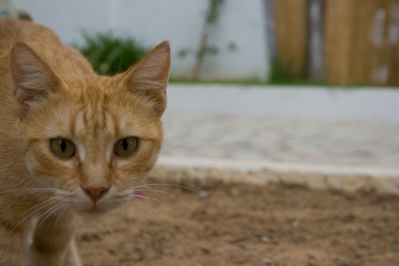 Getigerte Katze