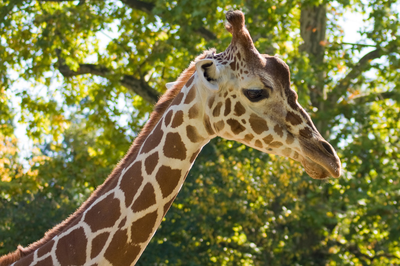 Giraffe