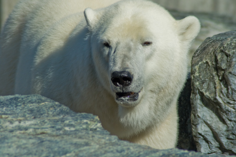 Der Eisbär