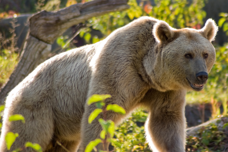 Braunbär
