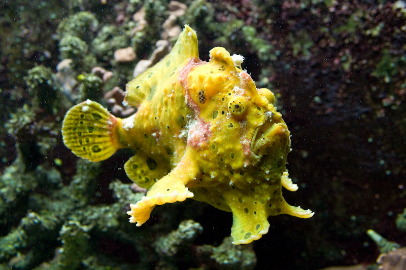 Aquarium I
