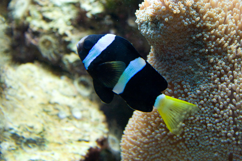 Aquarium II