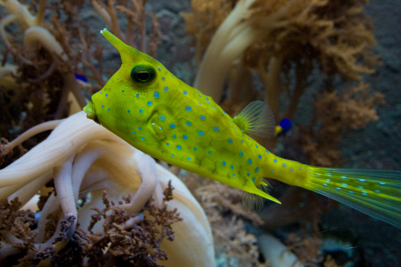 Aquarium III