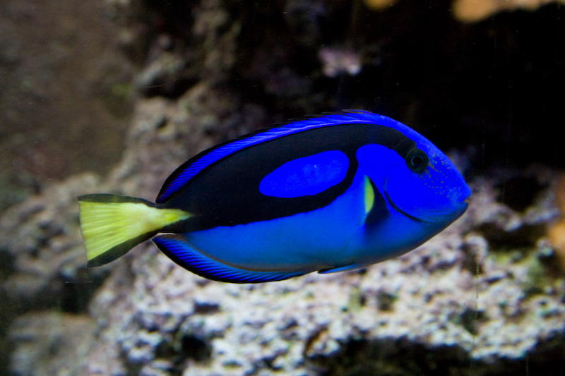 Aquarium IV