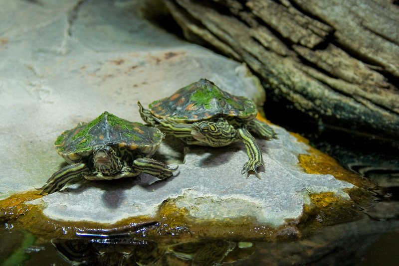 Wasserschildkröten