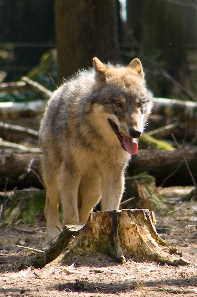 Wolf im Wald