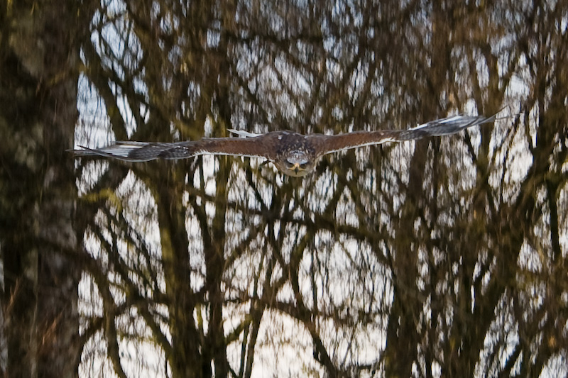 Steinadler im Sturzflug