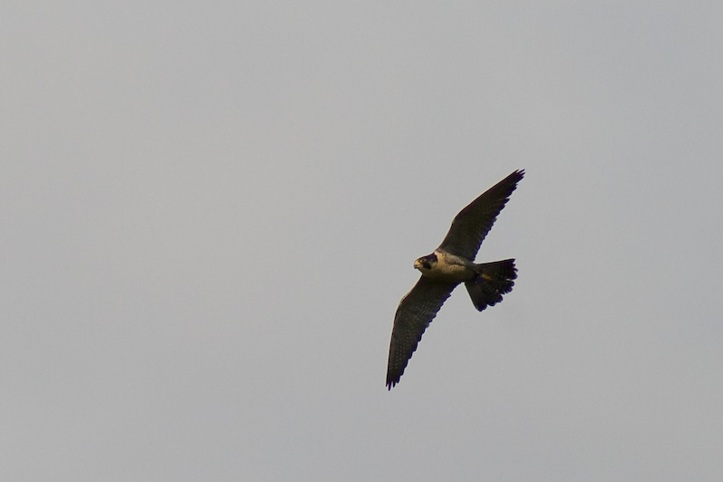 Wanderfalke im Flug