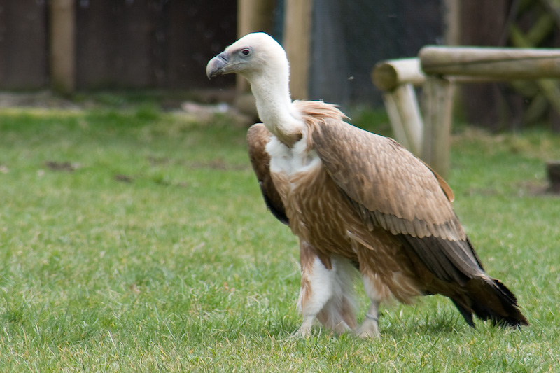 Gänsegeier