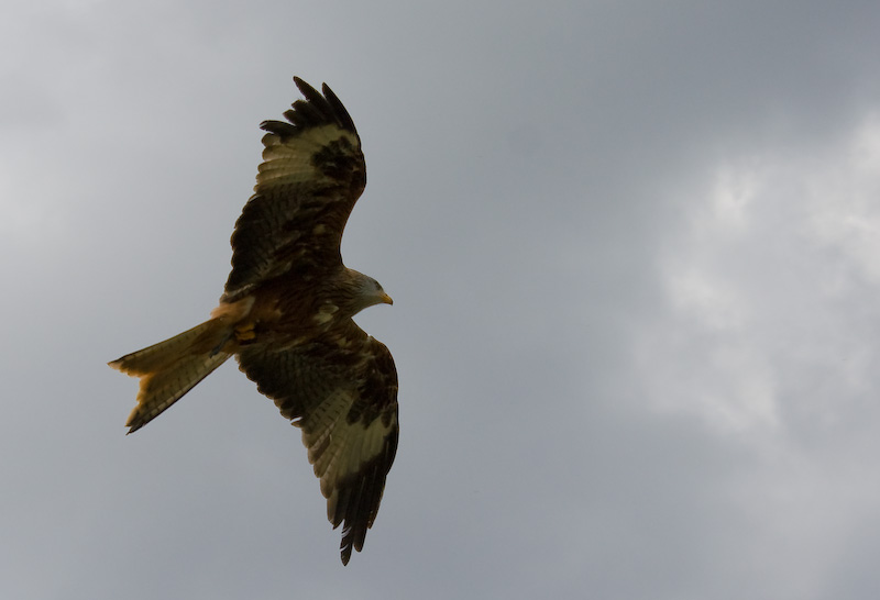 Rotmilan im Flug