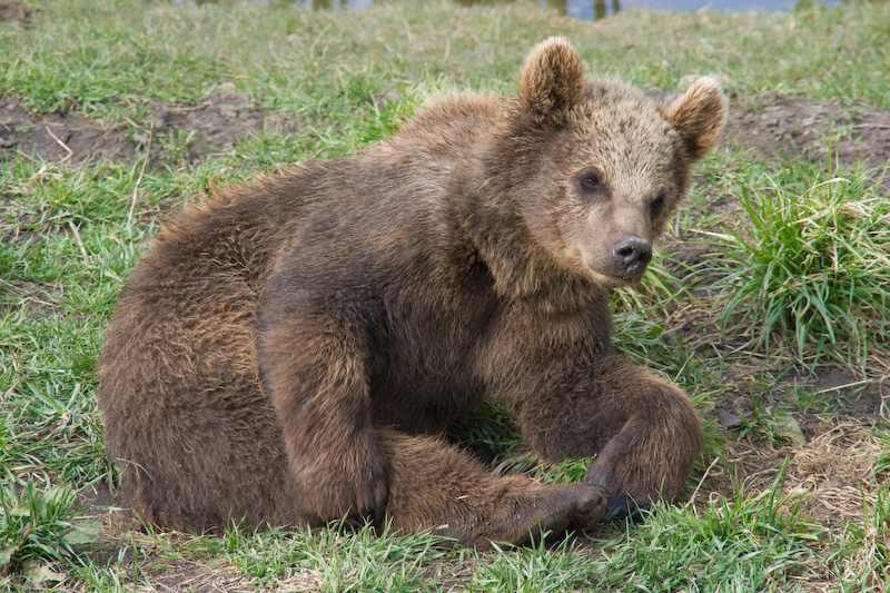 Braunbär