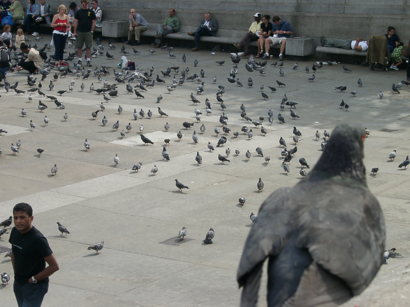 Tauben auf dem Trafalgar Square