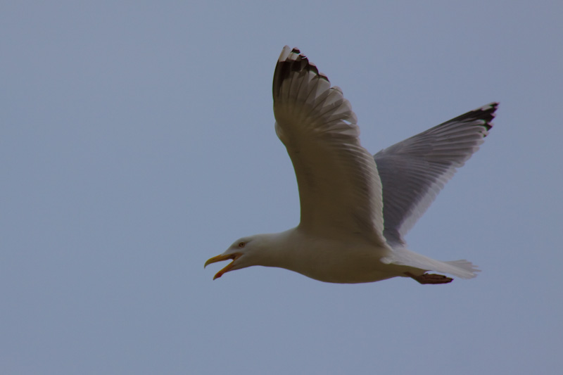 Silbermöwe im Flug