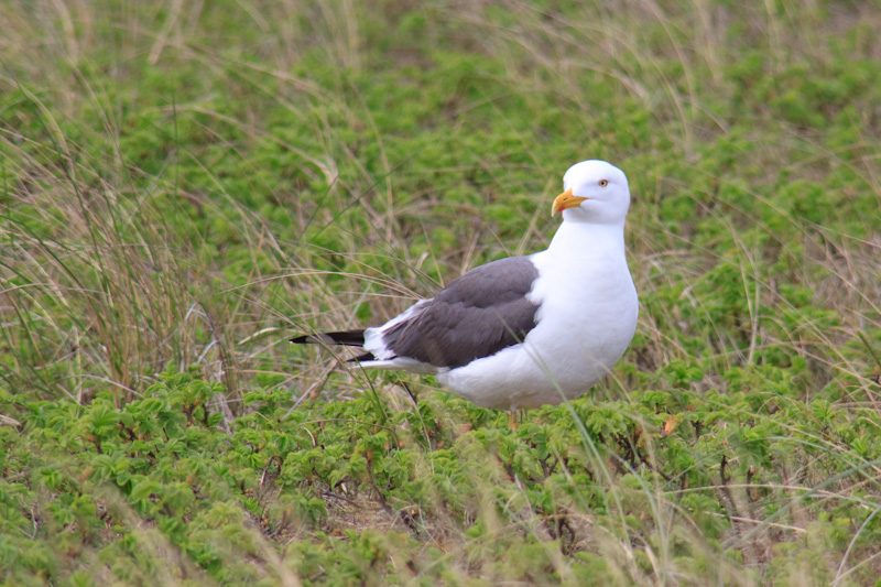 Silbermöwe im Grün