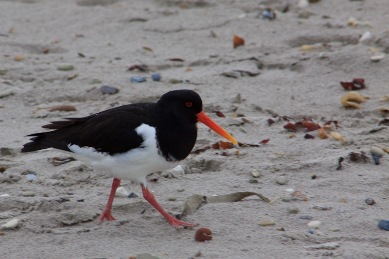 Austernfischer am Strand