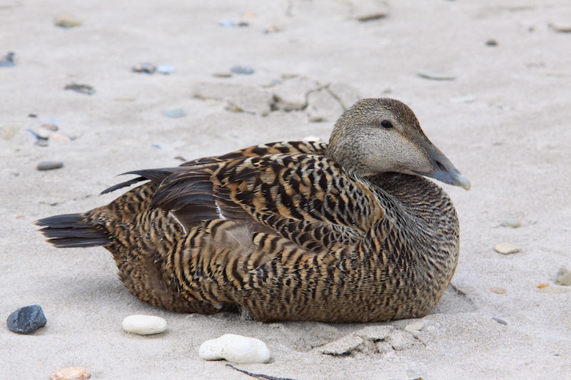 Eiderente im Sand