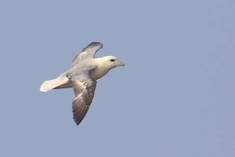 Eissturmvogel im Flug