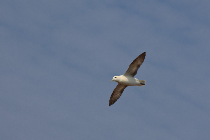 Eissturmvogel
