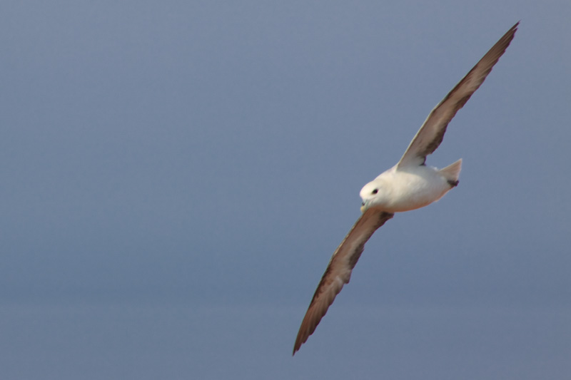 Portrait eines Eissturmvogels