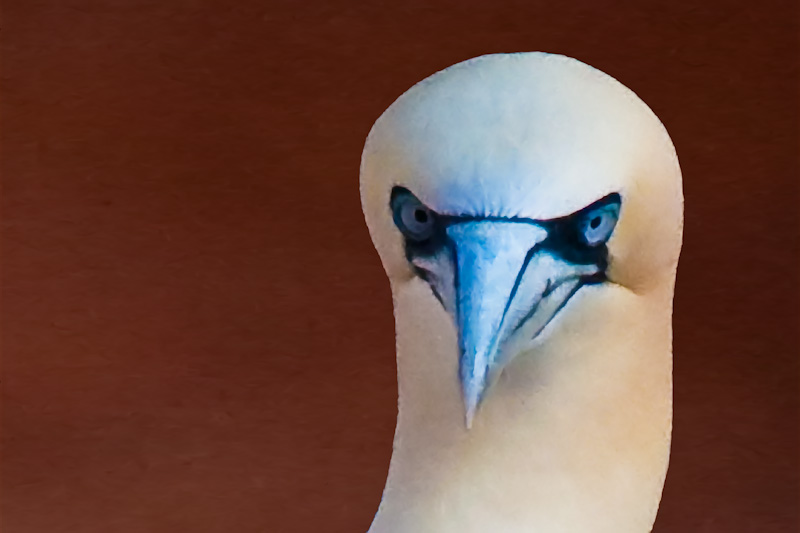 Basstölpelportrait