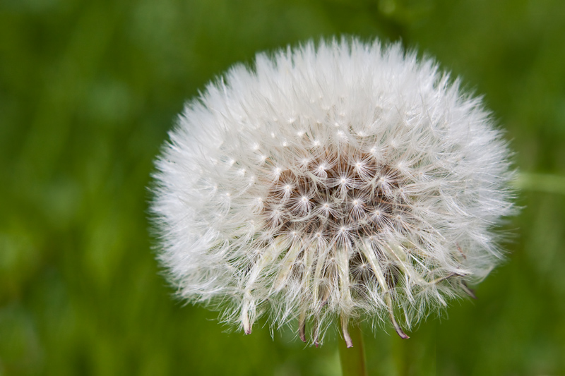 Pusteblume