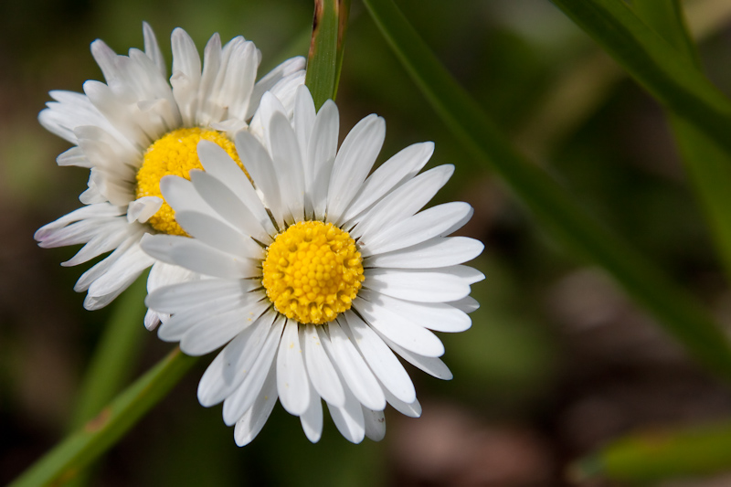 Gänseblümchen