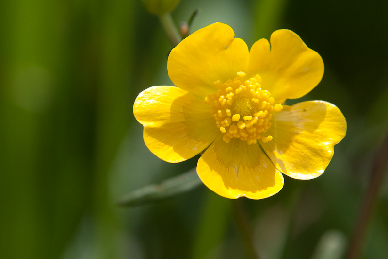 Butterblume