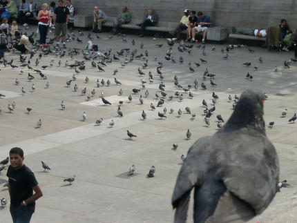 Trafalgar Meydanı'nda güvercinler