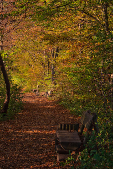 Herbstlicher Weg
