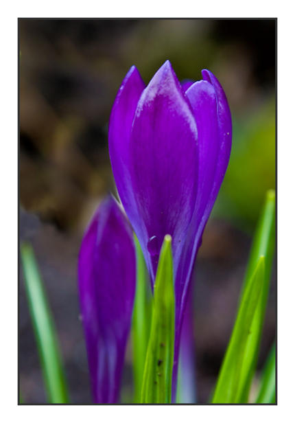 Krokus