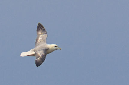 Profile of the fulmar