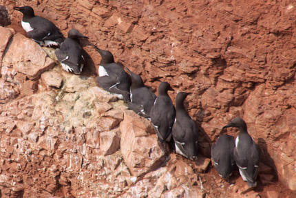 Guillemots