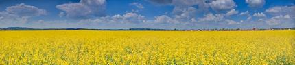 Rapp campo