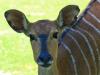 Nyala Antilope