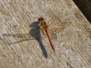 Libelle