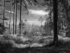 Magic Wood