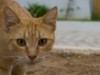 Getigerte Katze