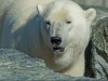 Der Eisb�r
