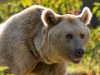 Braunbär