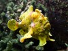 Aquarium I