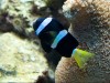 Aquarium II