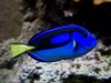 Aquarium IV