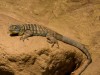 Leguan
