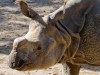 Panzernashorn