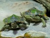 Wasserschildkr�ten
