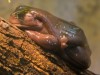 Tropischer Baumfrosch
