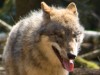 Wolf im Wald
