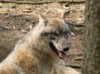 Wolfsrudel