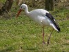 Der Storch im Gras